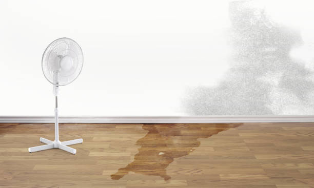 Best Water damage contractors near me  in Heber Springs, AR